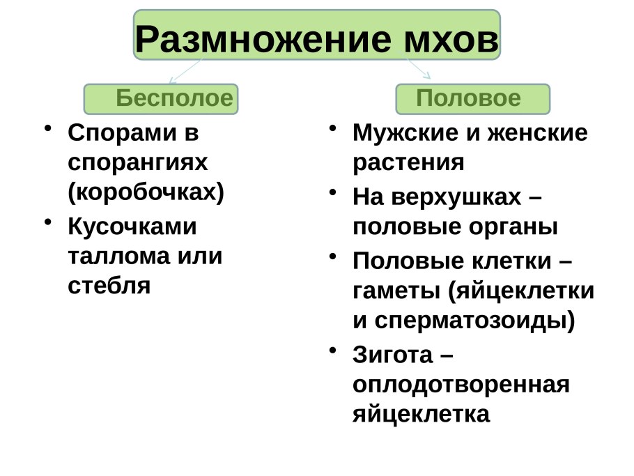 Царства растений таблица