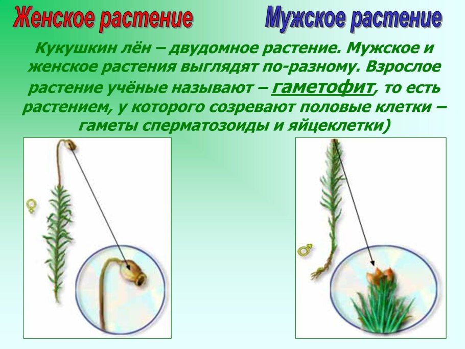 Биология отдел Моховидные 7 класс