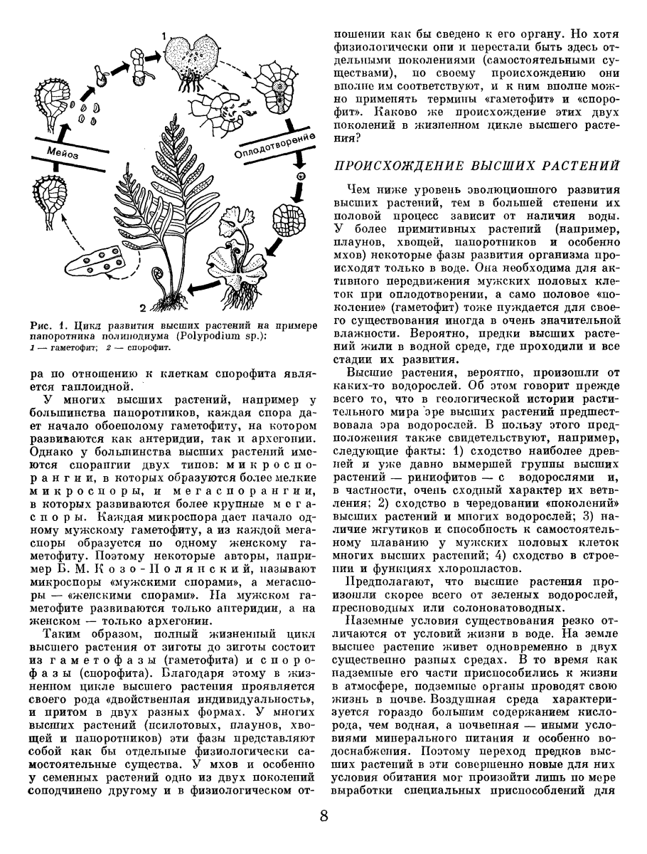 Систематика голосеменных растений