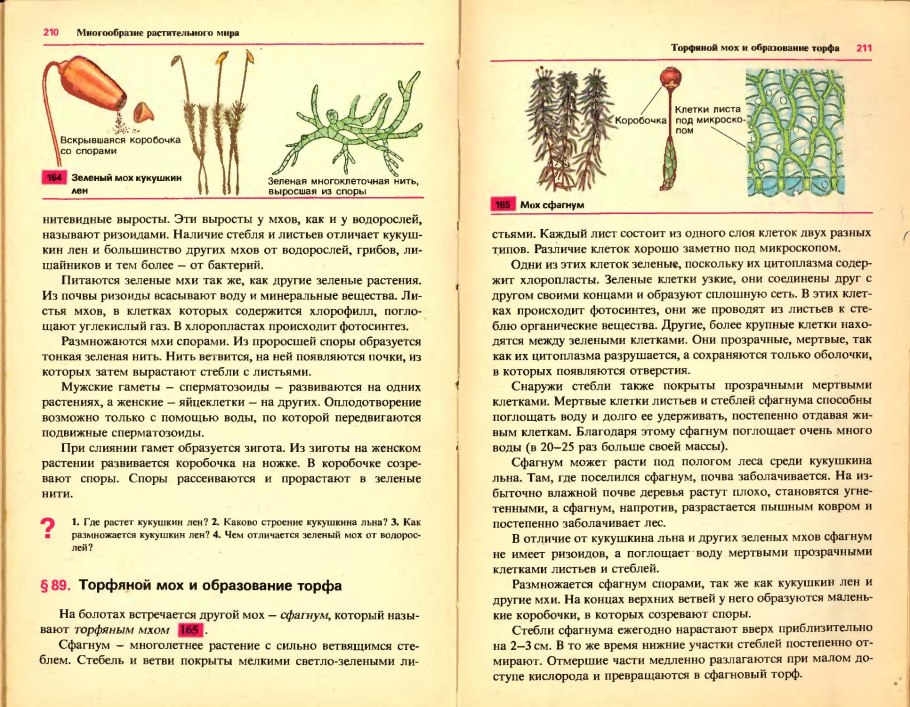 Цикл развития папоротника