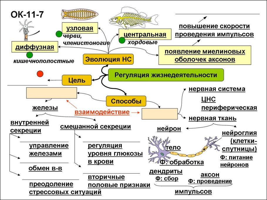 Жизненный цикл растений папоротник