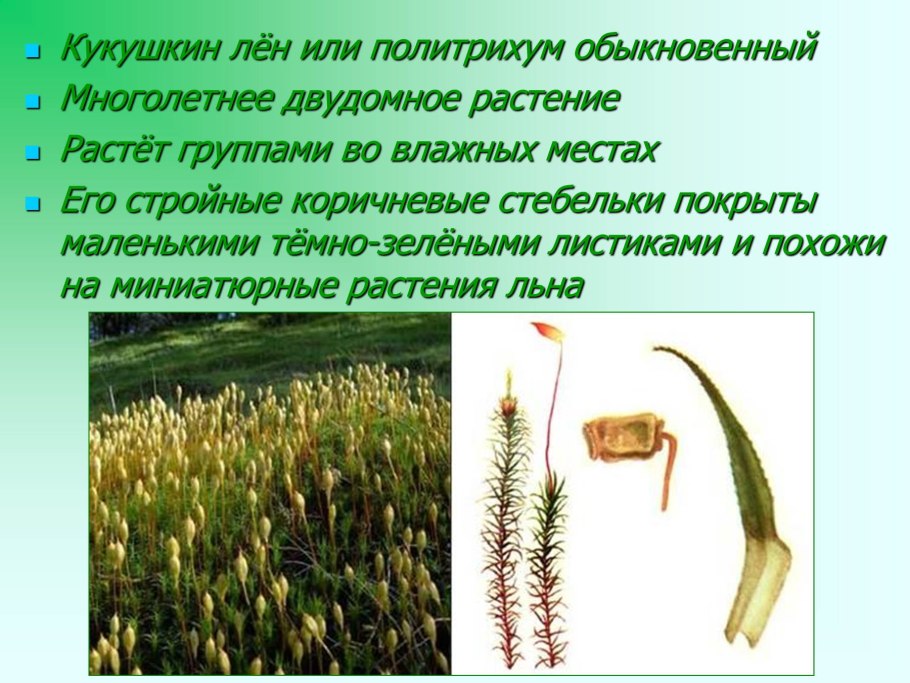 Таблица разнообразие растений