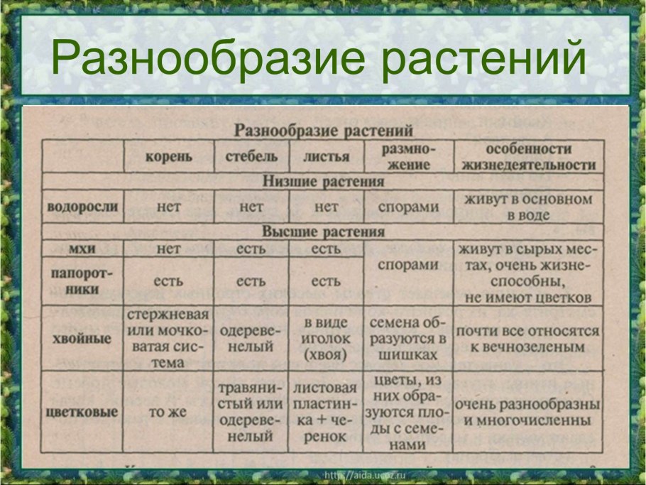 Жизненные циклы растений шпаргалка