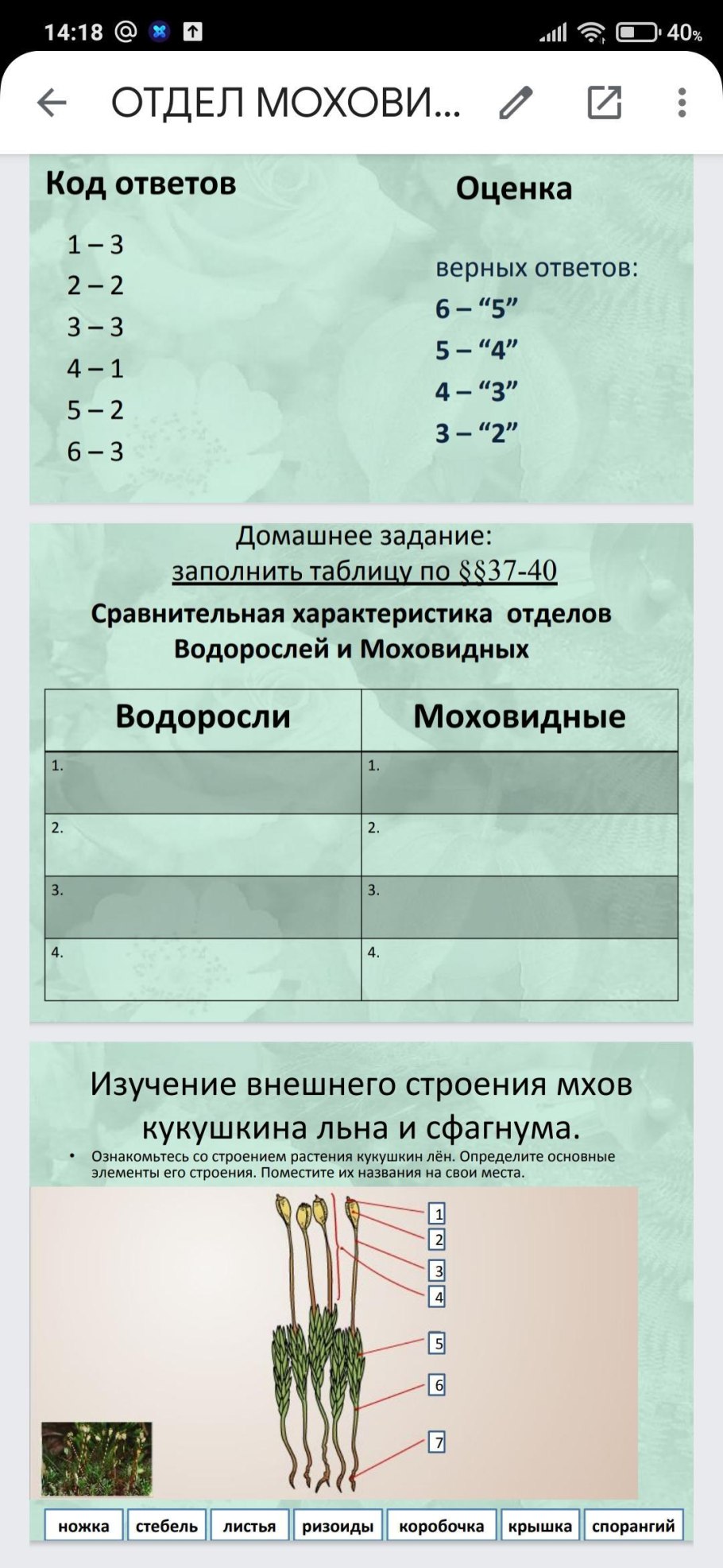 Покрытосеменные растения 5 класс классификация