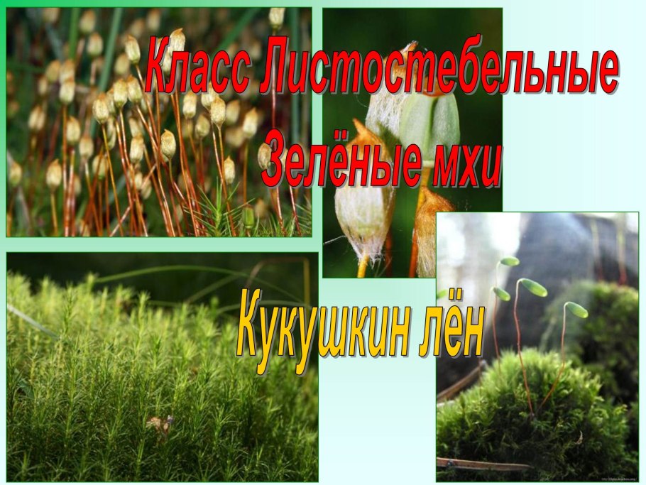 Водоросли. Мхи