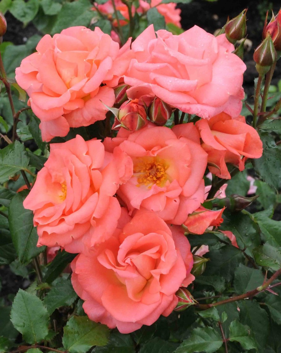 Эпплджек Applejack роза