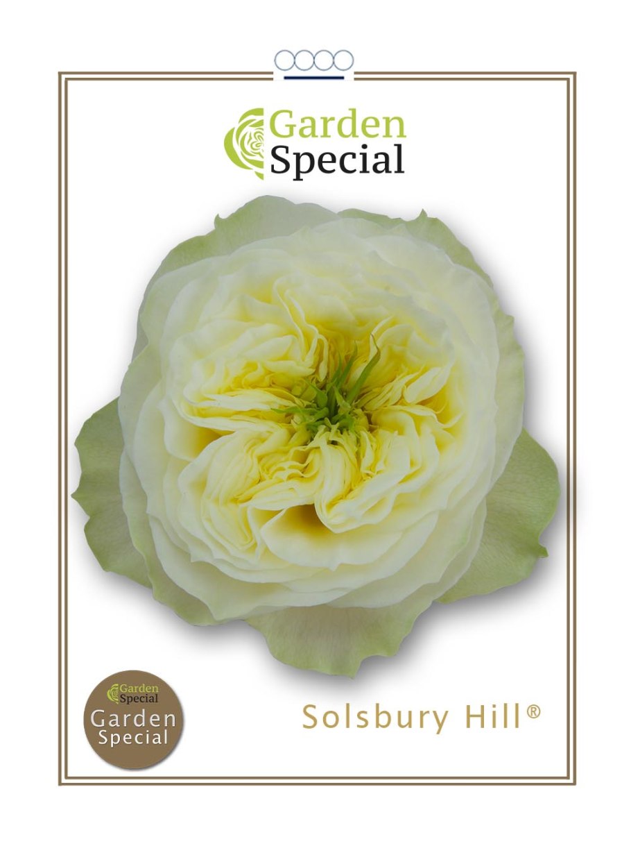 Роза шраб куст