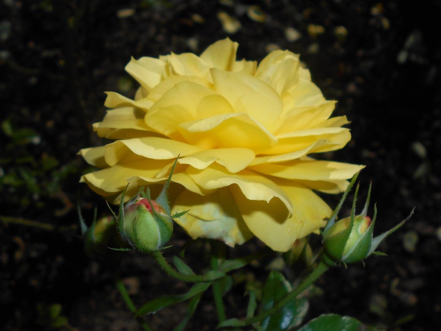 Роза флорибунда Ян спек желтый