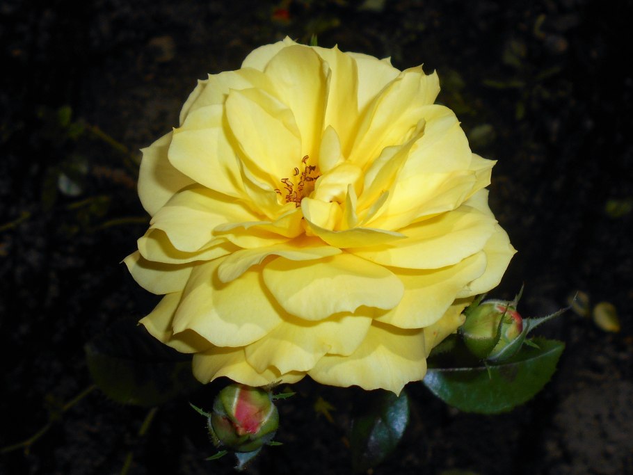 Роза розмарин Роуз