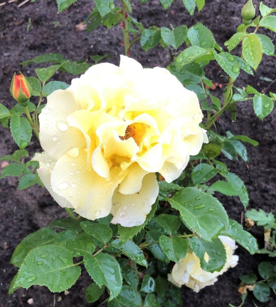 Роза мускусный гибрид гирлянд де Амур (