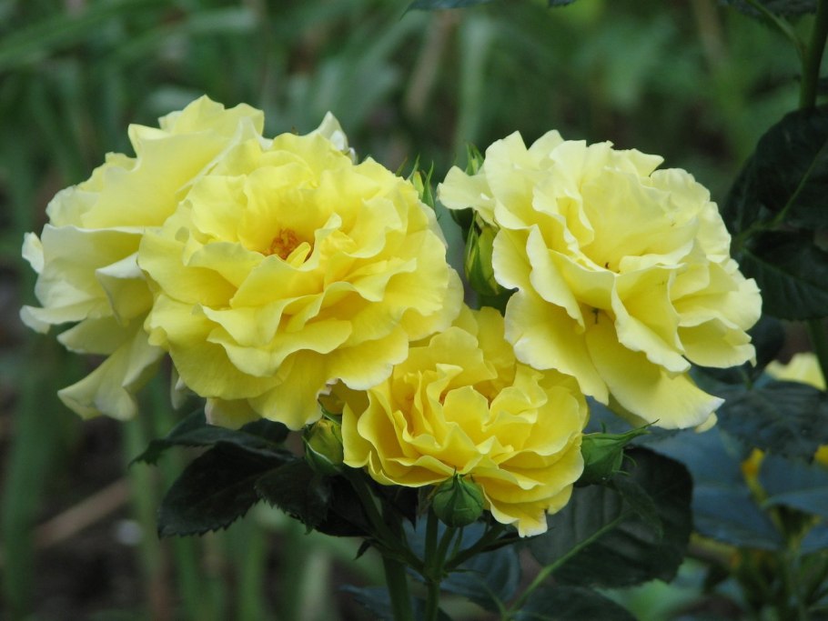 Флорибунда Голд топаз