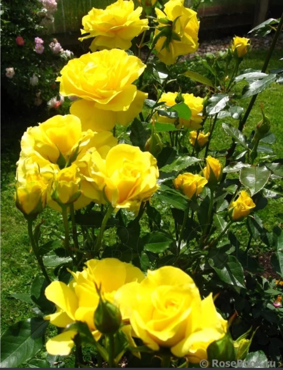 Роза Jana флорибунда