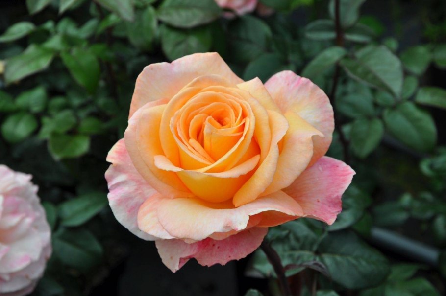 Роза Персиан айз