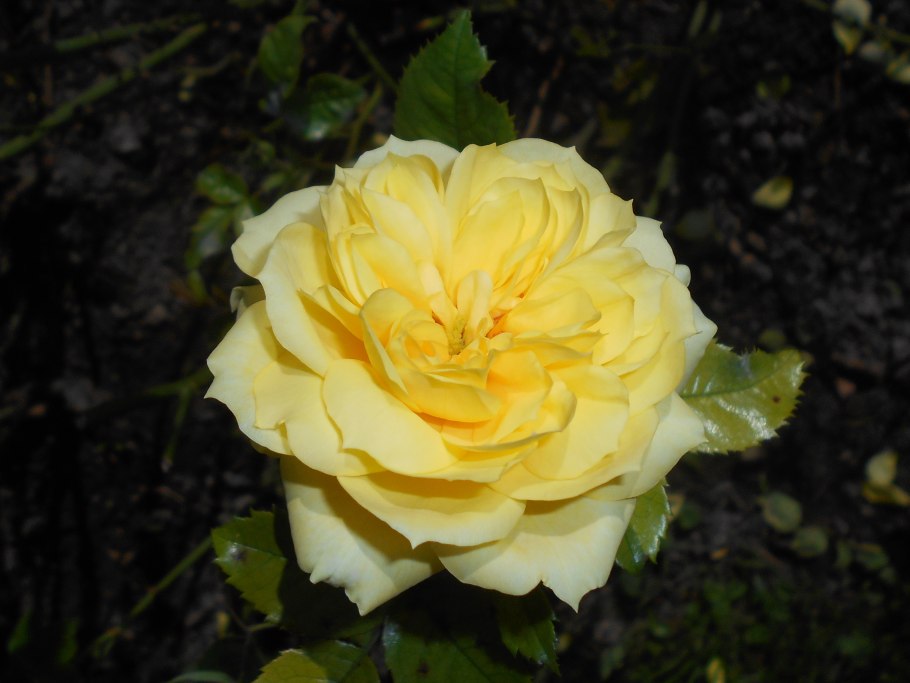 Роза Jan Spek флорибунда