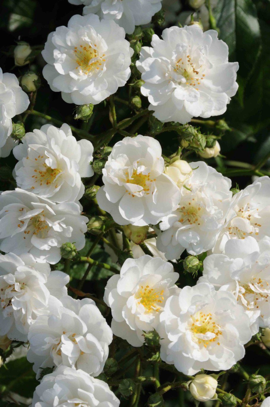 Фрезия Friesia роза