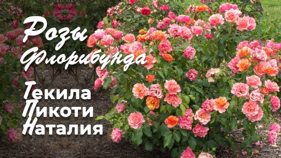 Роза Мисс Эдит Кейвелл