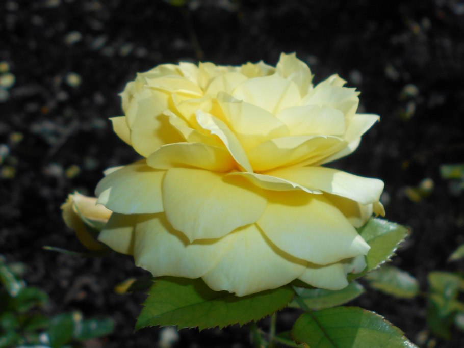 Роза флорибунда Чайна герл