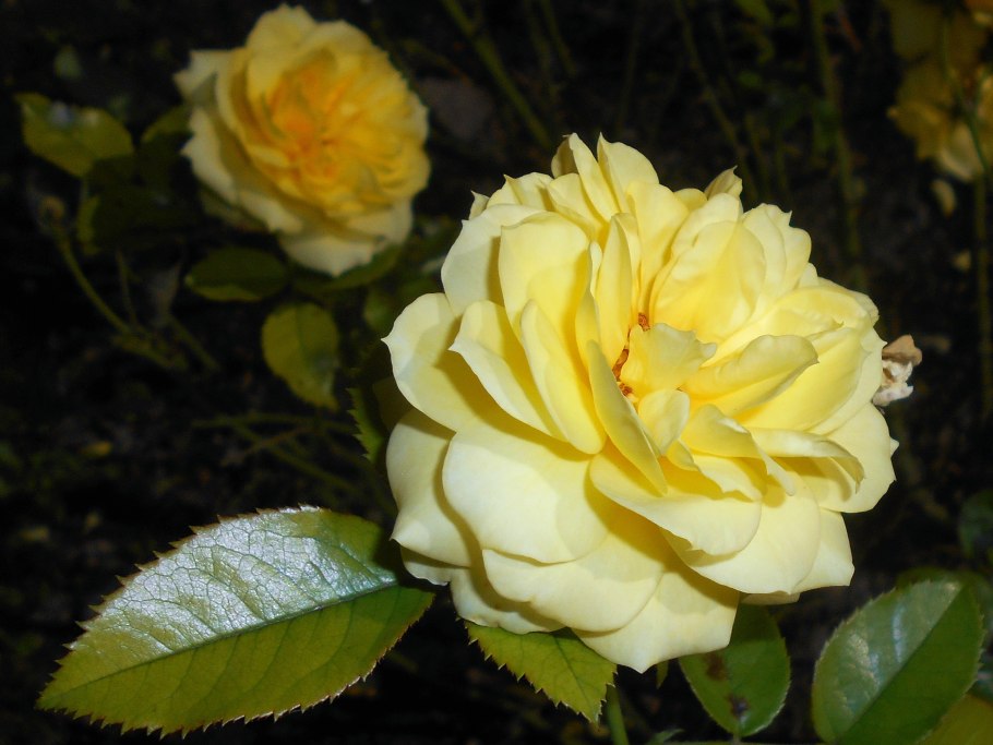 Ян роза Кашмир