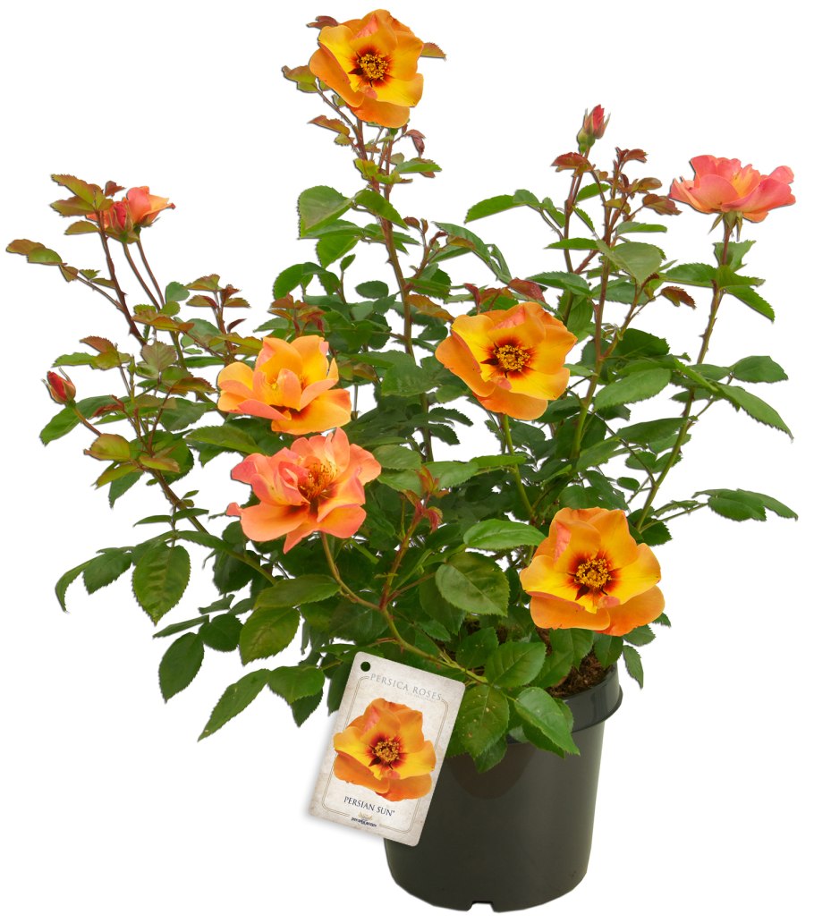 Роза Персиан Сансет