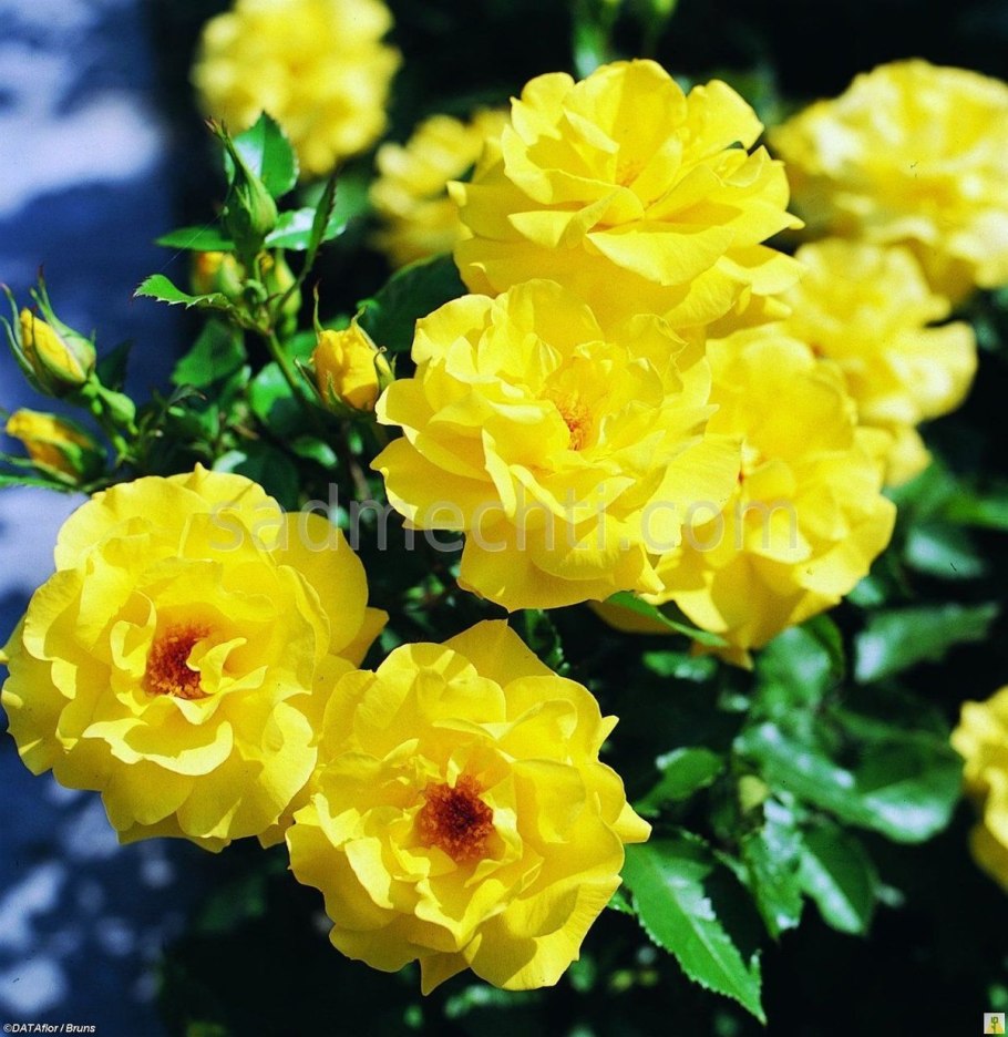 Роза Оллголд флорибунда