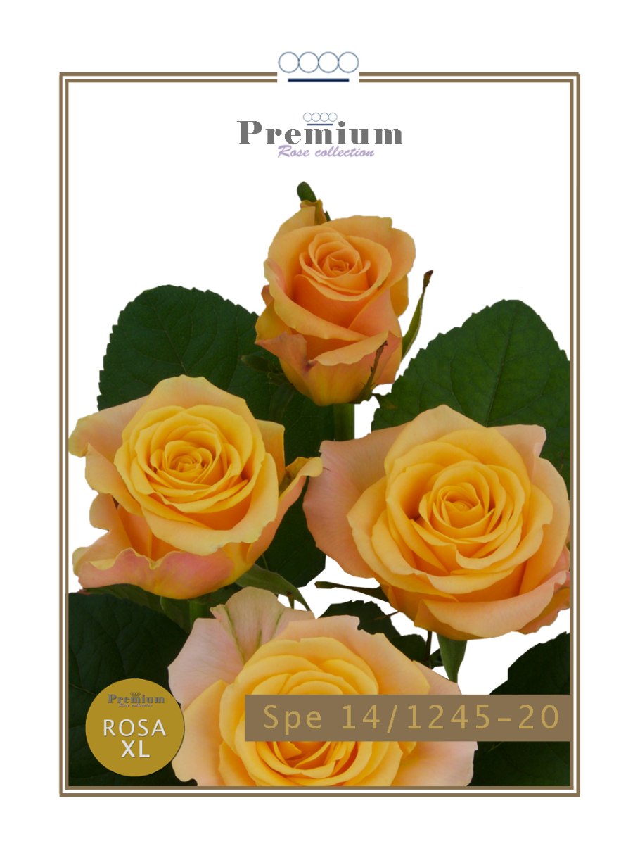 Роза Брайт мейлов