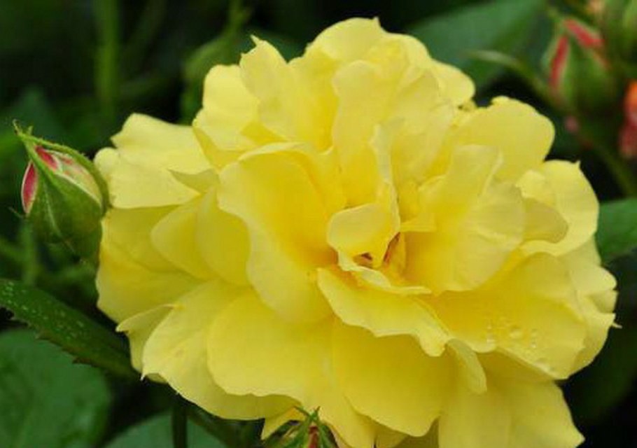 Роза флорибунда Ян спек желтый