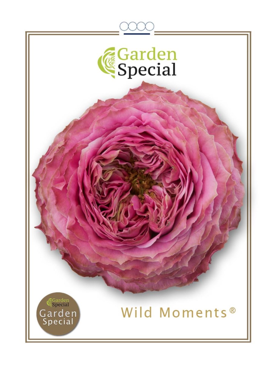 Роза Голден Перштейн