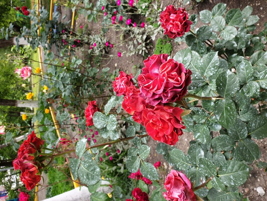 Ред Мэйпл роза