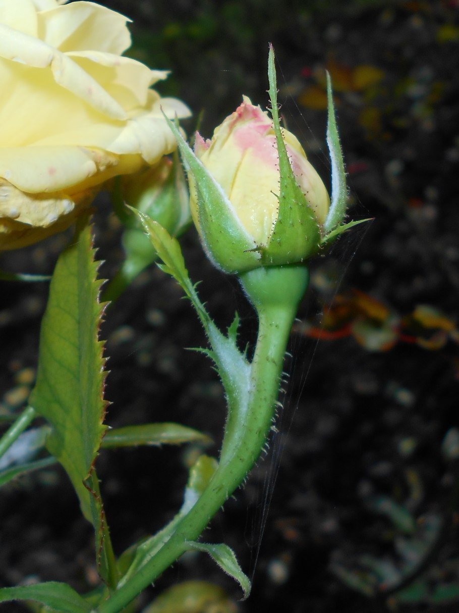 Фрезия Friesia роза