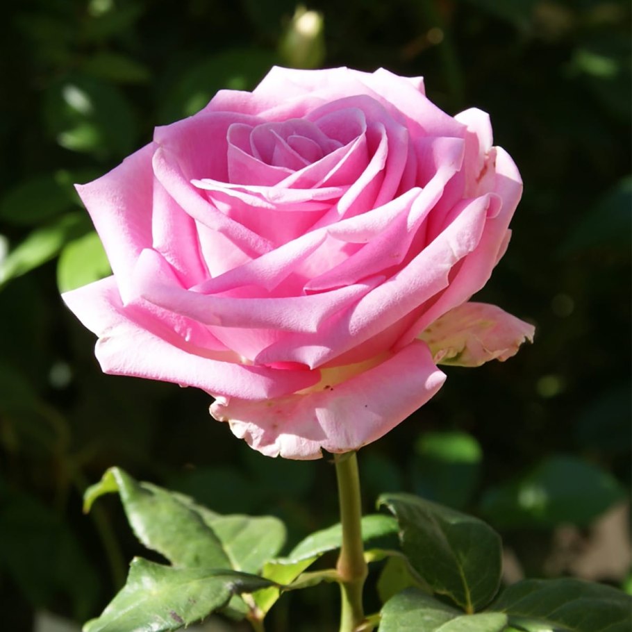 Роза sunstar (Санстар)