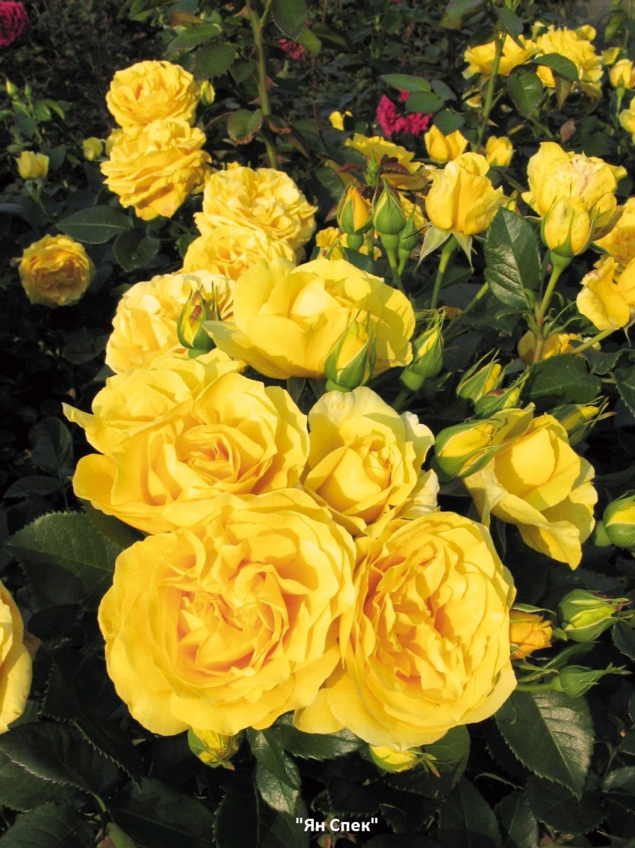 Ян спек роза флорибунда