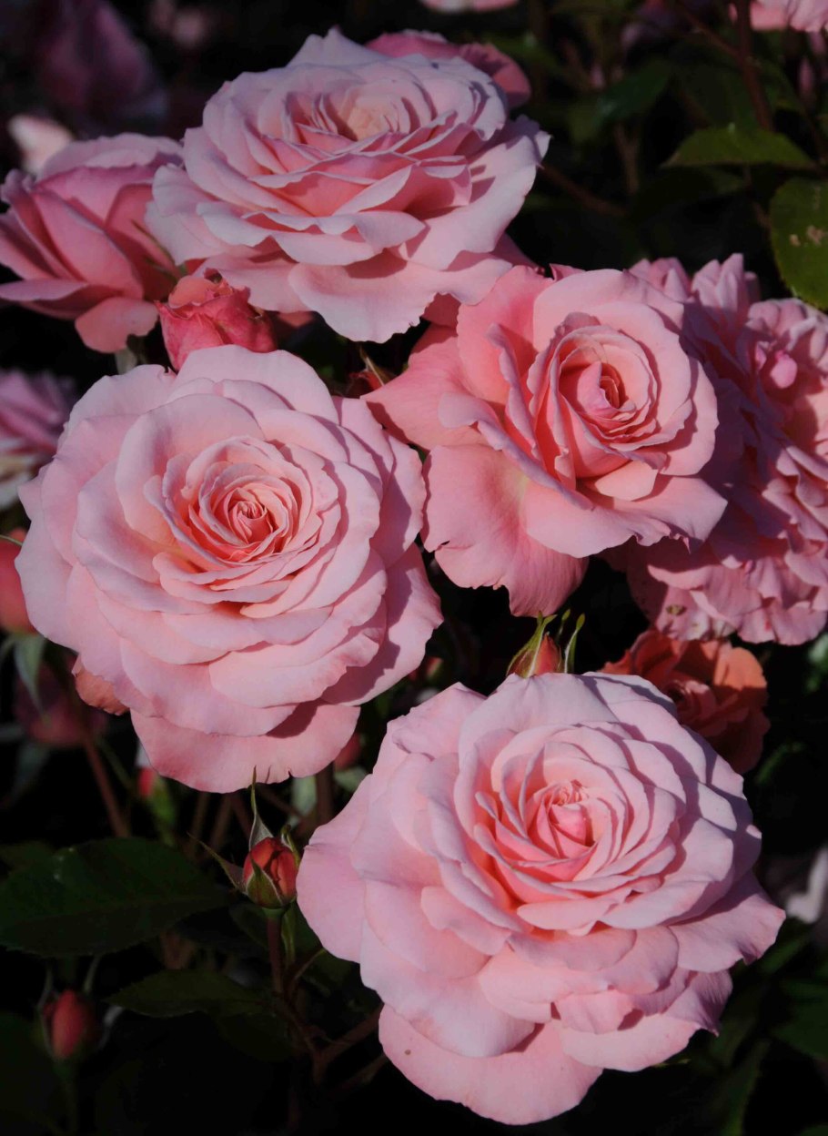 Роза флорибунда Friesia