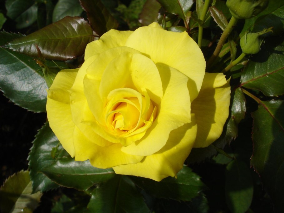 Роза флорибунда Friesia