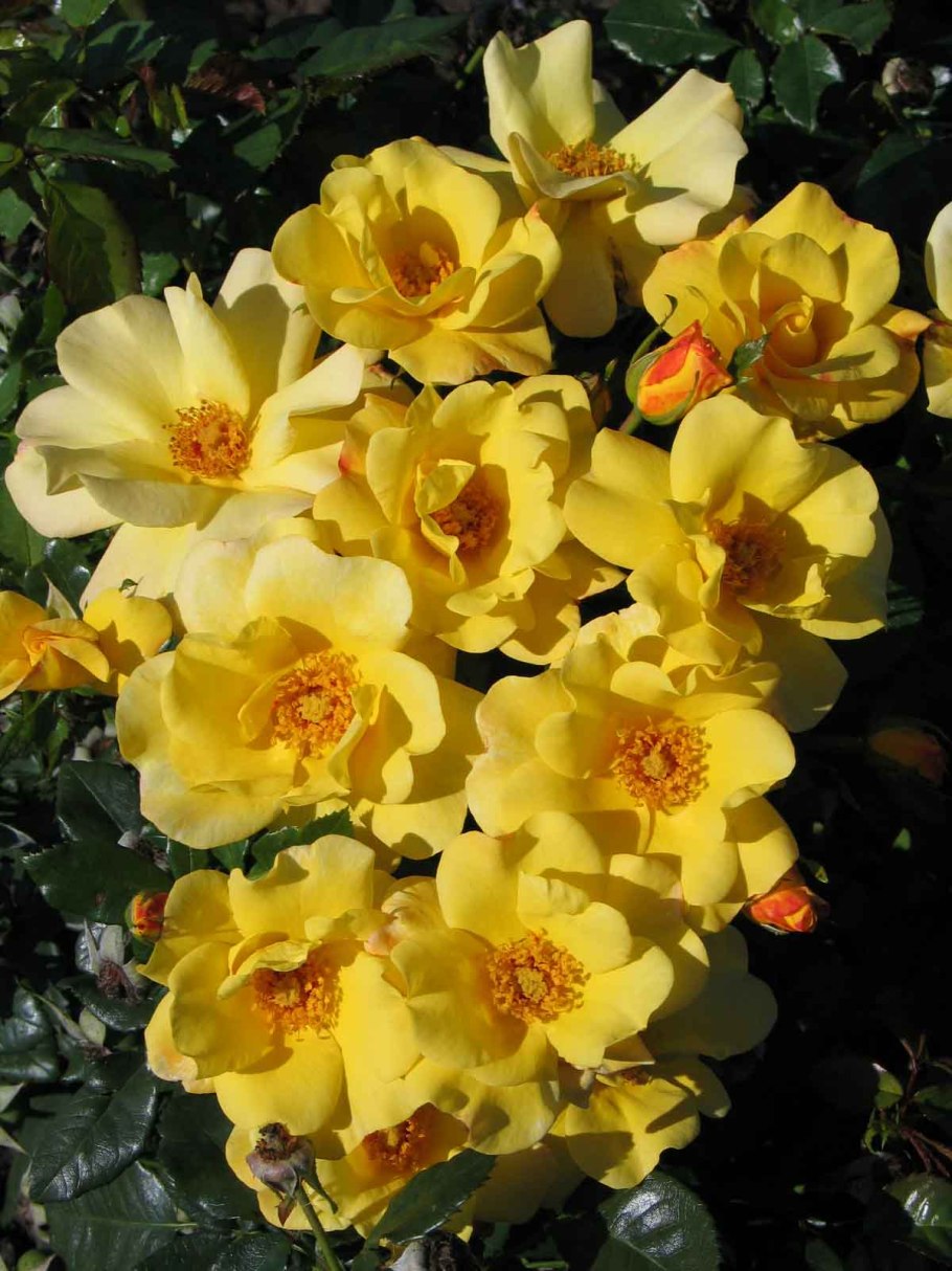 Роза флорибунда фрезия Friesia