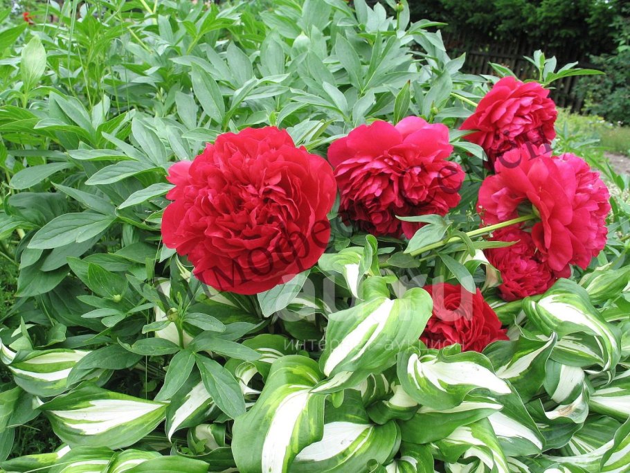 Пион Carol-пион Кэрол