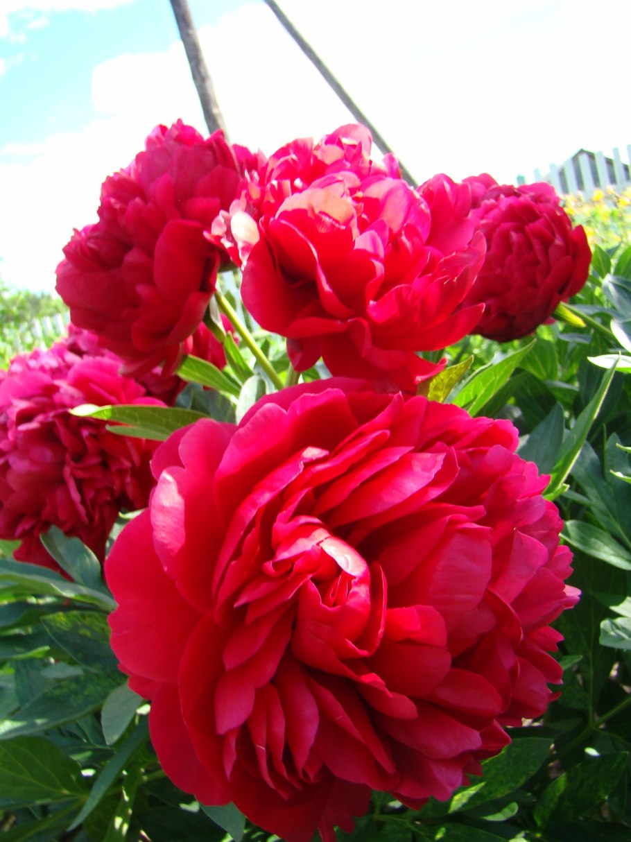 Пион Кэрол Carol