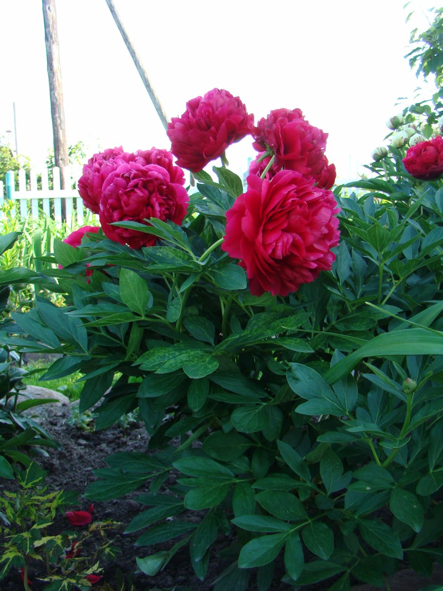 Пион Карол фото и описание