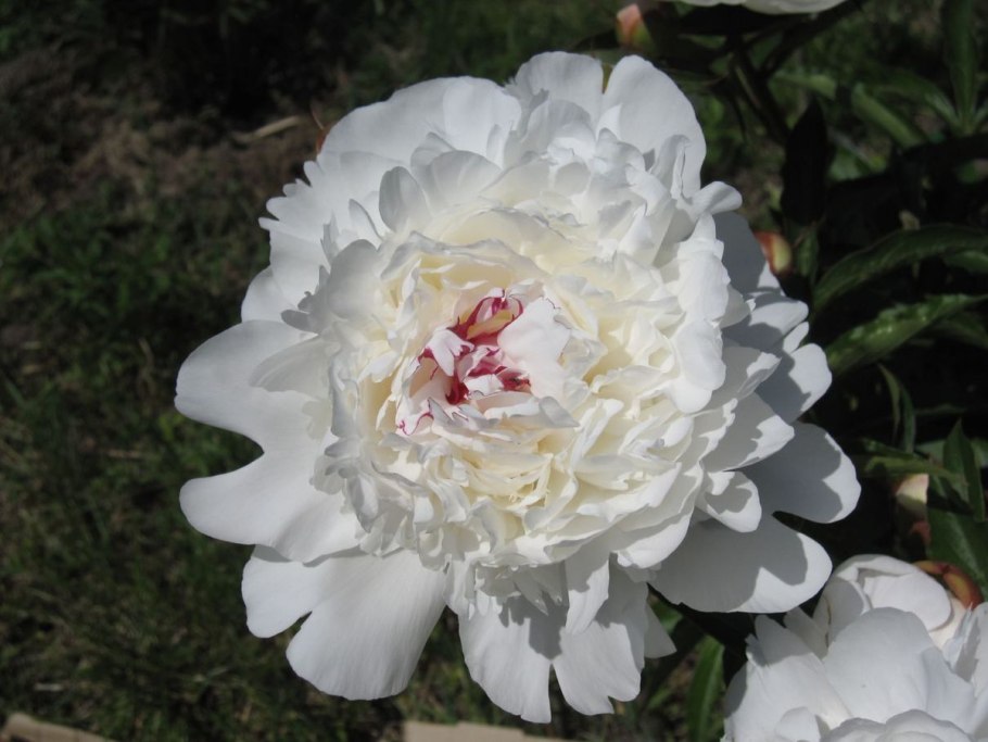 Пион Глоуинг Распберри Роуз