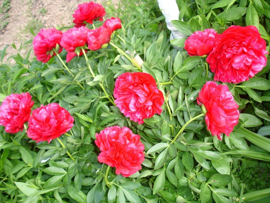 Пион Бокстос Генри Бокстос