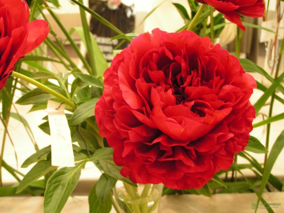 Пион сорт Кэрол