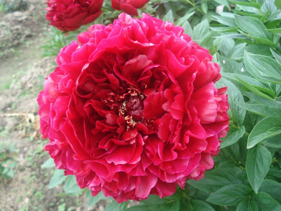 Пион. Кэрол листья