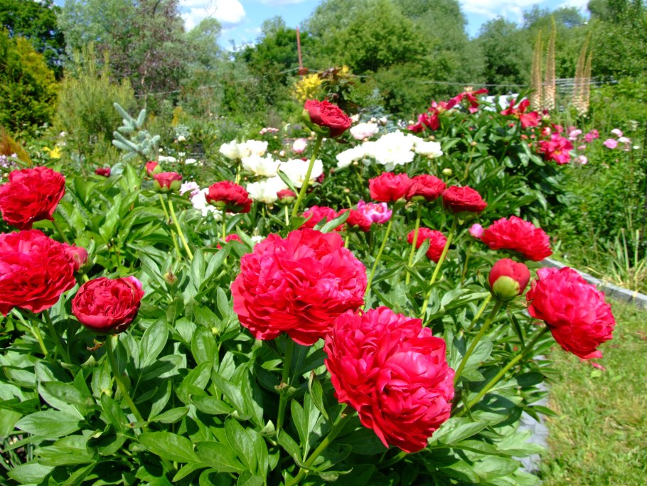 Кэрол растение фото