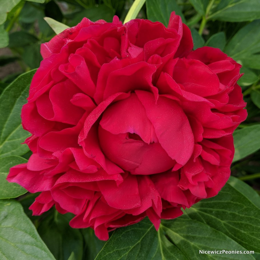 Пион Генри Бокстос Henry Bockstoce