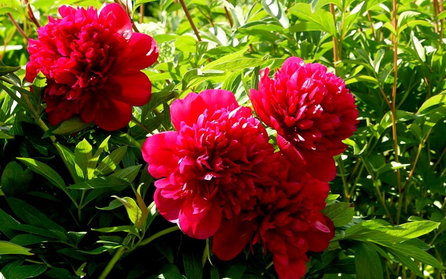 Пион сорт Кэрол