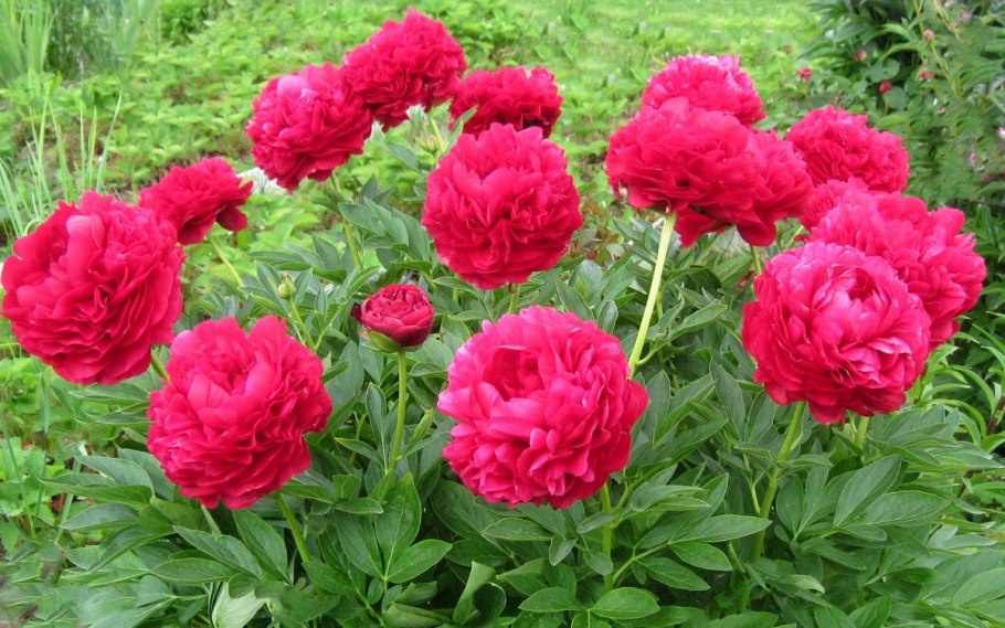 Пион травянистый Генри Бокстос