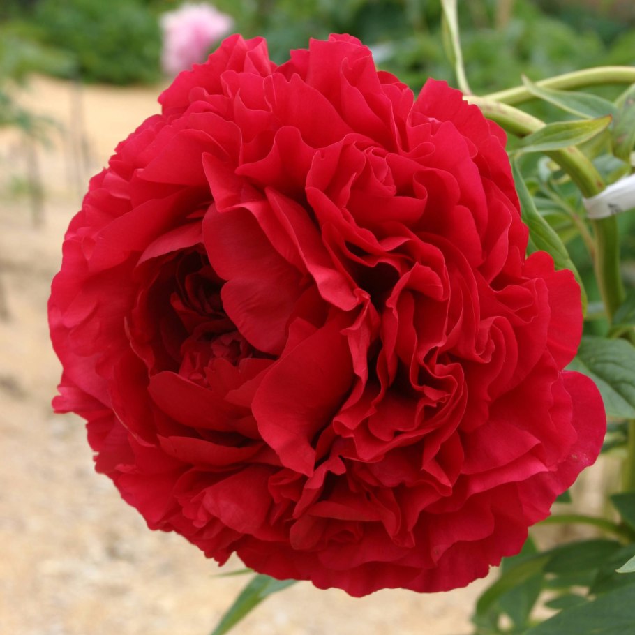 Пион Энджел чикс