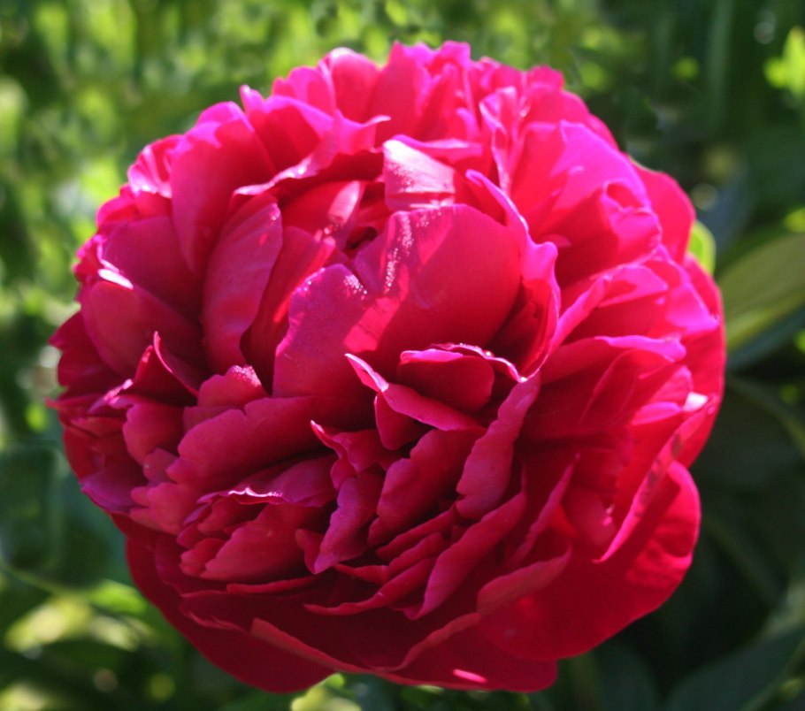 Купить пион Carol