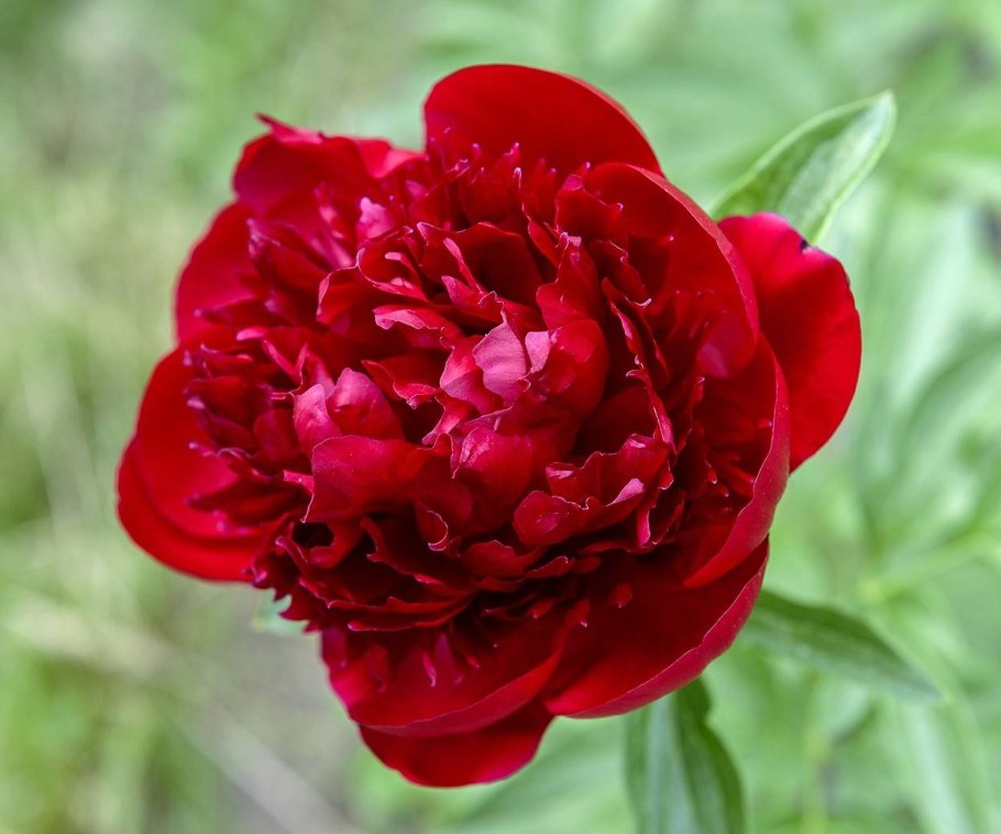 Пион красный