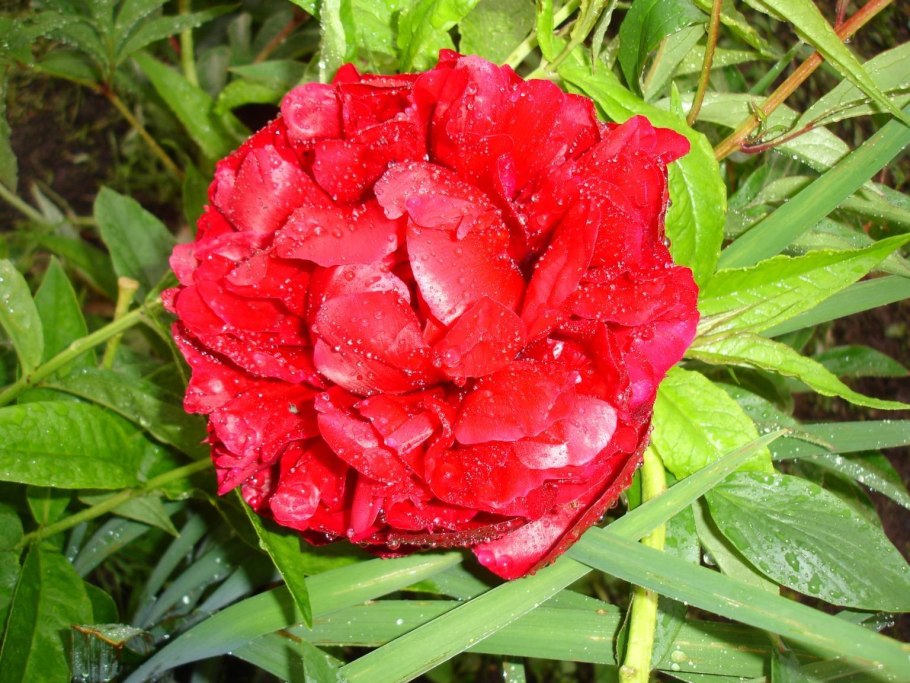 Пион Паустовский