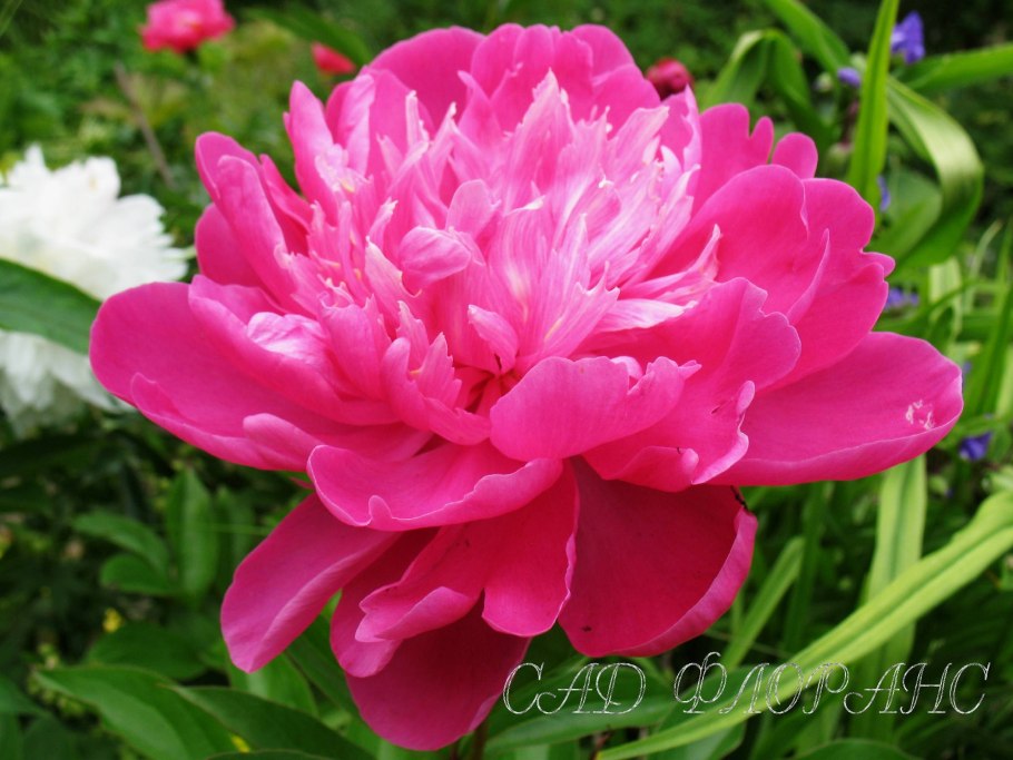 Пион молочноцветковый 'Henry Bockstoce'